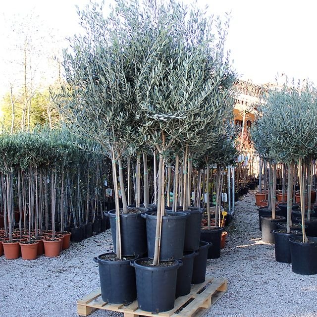 8515e1cda3e42b09e6feecdc92e69431